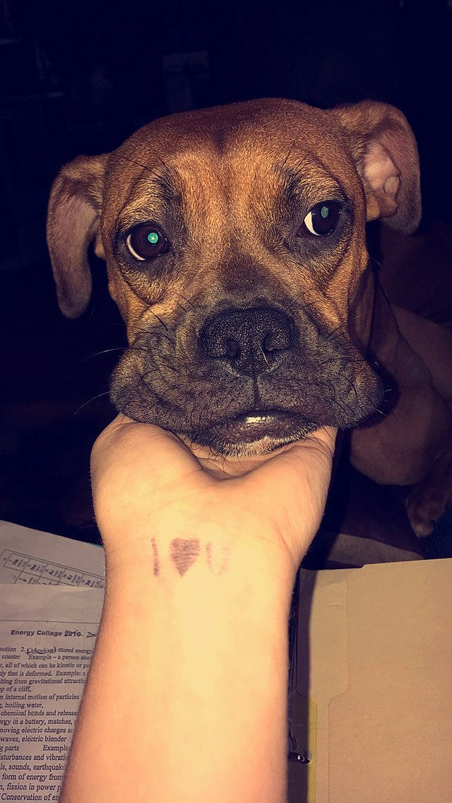 Jazzy joined the competition — help win amazing prizes! boxer, canidae, carnivore, companion_dog, dog, dog_breed, ear, eye, fawn, mammal, non_sporting_group, nose, puggle, puppy, skin, snout, sporting_group, valley_bulldog, vertebrate, whiskers