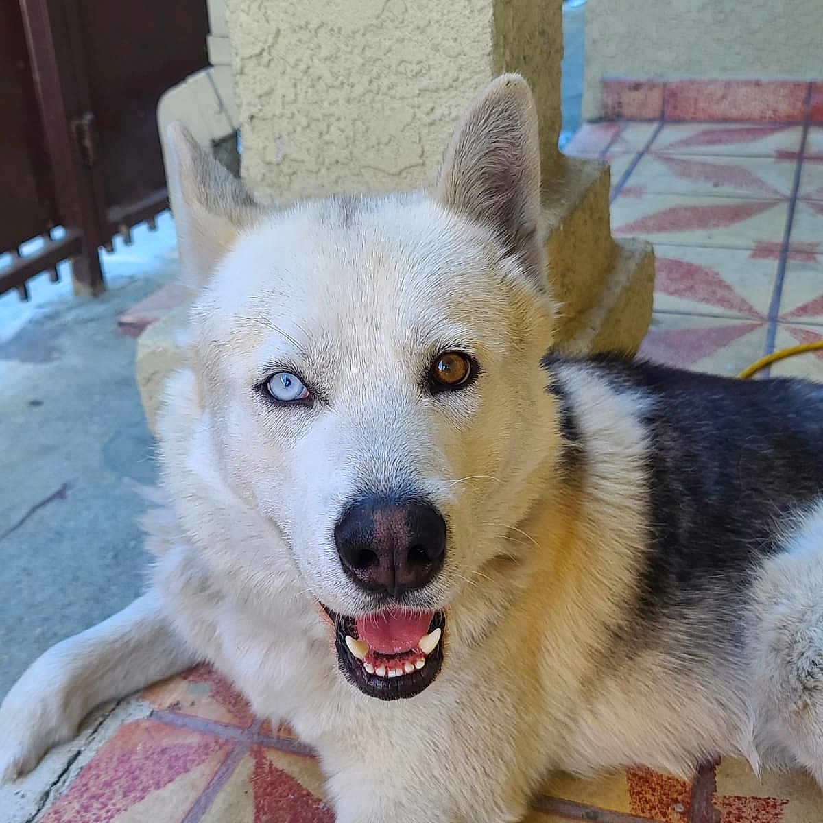 Max is registered to the contest to win money with this photo: animal, ball, bodypart, canine, dog, eskimodog, flagstone, football, husky, mouth, path, person, pet, puppy, slate, soccer, soccerball, sport, walkway, whitedog