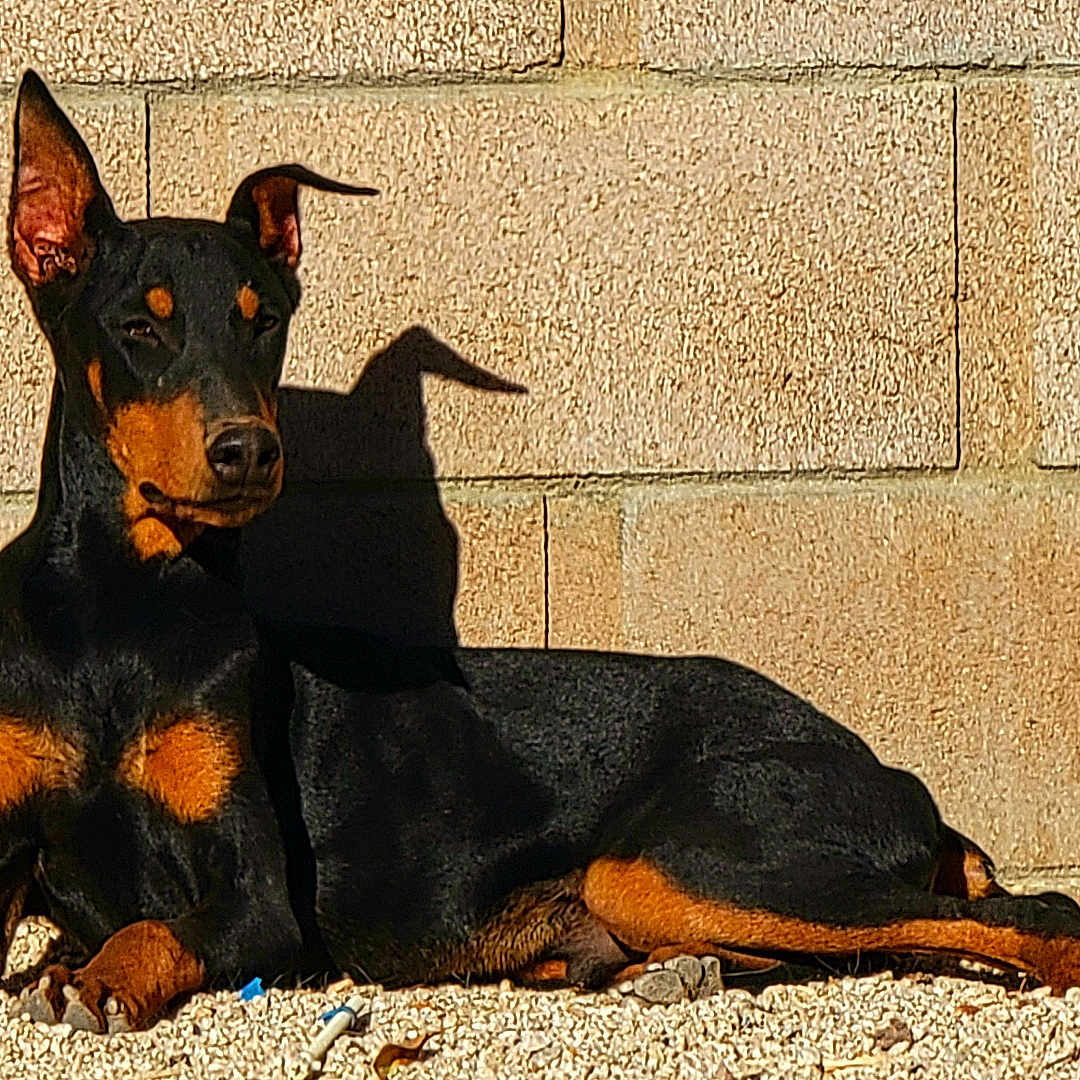 Cerbero joined the competition — help win amazing prizes! accessories, alloywheel, animal, architecture, brick, building, canine, car, chihuahua, dog, germanshepherd, hound, pebble, pet, puppy, road, rock, stonewall, strap, wall