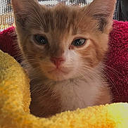 Kimba joined the competition — help win amazing prizes! kitten, cat, orange_cat, close_up, portrait, feline, pet, animal, fur, whiskers, ears, towel, yellow_towel, red_towel, cozy, soft_texture, indoor, resting, cute, young_cat