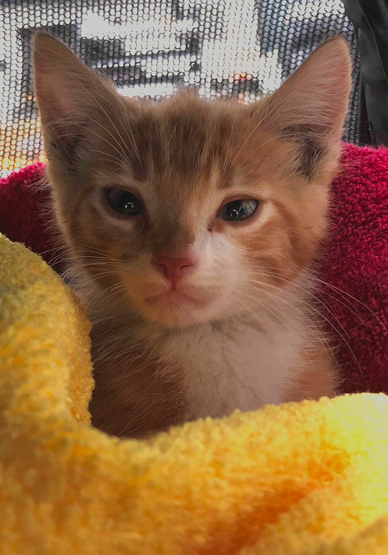 Kimba joined the competition — help win amazing prizes! kitten, cat, orange_cat, close_up, portrait, feline, pet, animal, fur, whiskers, ears, towel, yellow_towel, red_towel, cozy, soft_texture, indoor, resting, cute, young_cat