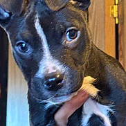 Babeboy is registered to the contest to win money with this photo: puppy, dog, black_and_white, close_up, ears, nose, eyes, hand, indoor, wooden_background, pet, young_dog, canine, fur, cute, animal, portrait, domestic_animal, holding, face