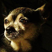 Shaggy is registered to the contest to win money with this photo: dog, chihuahua, close_up, pet, animal, fur, ears, whiskers, nose, eyes, portrait, cute, small_dog, canine, mammal, domestic_animal, looking_away, dark_background, lighting, face