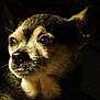 dog, chihuahua, close_up, pet, animal, fur, ears, whiskers, nose, eyes, portrait, cute, small_dog, canine, mammal, domestic_animal, looking_away, dark_background, lighting, face