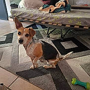 Lizette participe au concours pour gagner de l'argent avec cette photo : dog, small_dog, ear_up, curious, sitting, rug, geometric_pattern, bed, blanket, toy_bone, indoor, floor_tiles, home, cozy, pet, looking_up, furniture, living_room, animal, cute