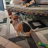 dog, small_dog, ear_up, curious, sitting, rug, geometric_pattern, bed, blanket, toy_bone, indoor, floor_tiles, home, cozy, pet, looking_up, furniture, living_room, animal, cute