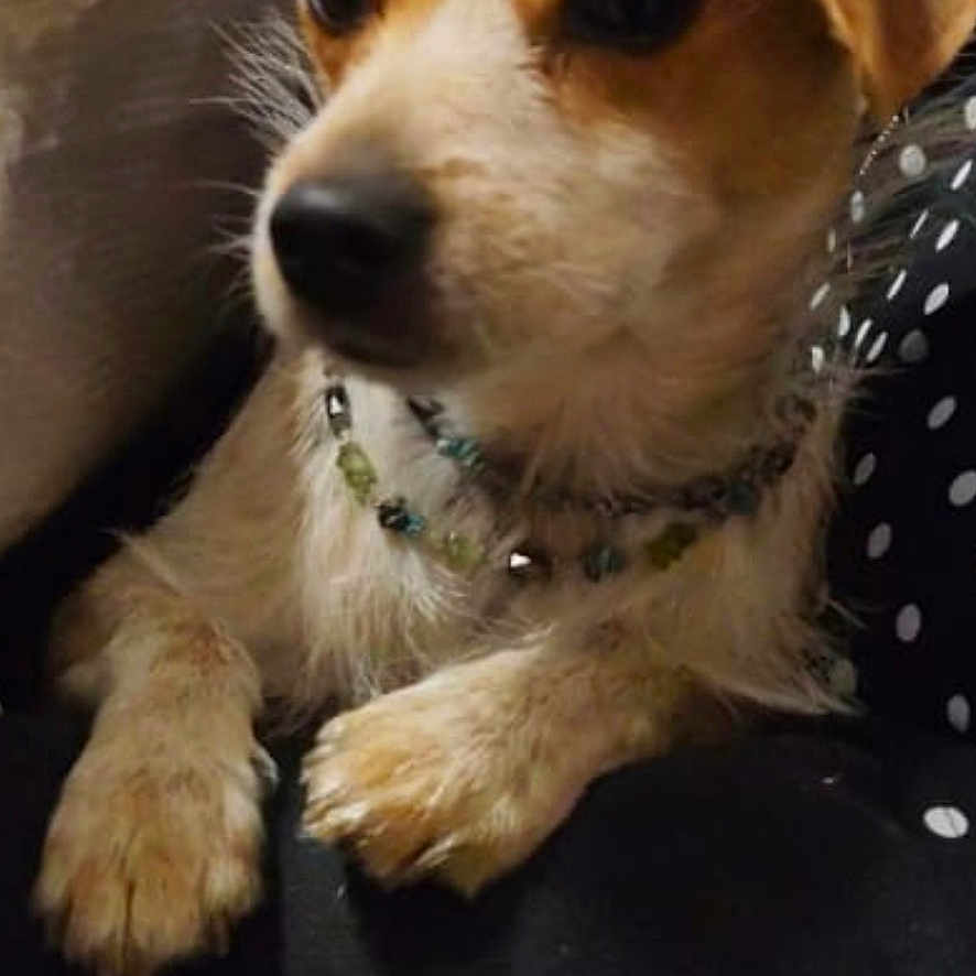 Lizette a rejoint le concours — aidez-le/la à gagner de superbes lots ! animal, beaded_collar, beads, brown_fur, canine, closeup, companion, cute, dog, domestic, furniture, household, indoor, paw, pet, portrait, relaxed, resting, small_dog, white_fur