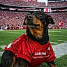 animal, black_dog, brown_markings, clouds, crowd, daytime, dog, football_field, grass, jersey, mascot, outdoor, pet, portrait, red_clothing, sitting, sky, sports, stadium, team_spirit