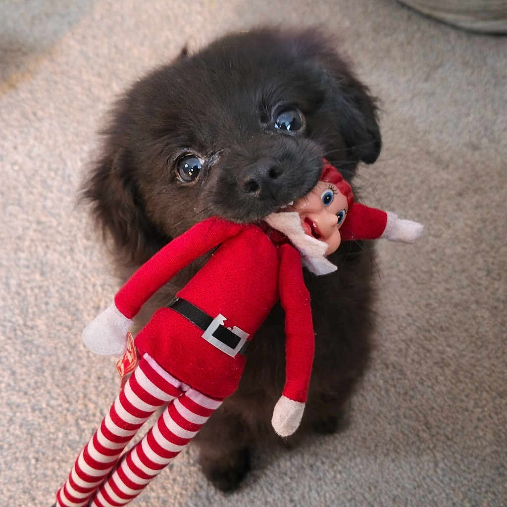 Max is registered to the contest to win money with this photo: adorable, animal, black_dog, carpet, cute, dog, elf_doll, floor, furry, holding, indoor, looking_up, mouth, pet, playful, puppy, red_clothing, small_dog, striped_legs, toy