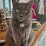 cat, gray_cat, pet, indoor, kitchen, counter, wooden_surface, jars, nuts, bowl, blueberries, feline, domestic_animal, fur, whiskers, ears, eyes, sitting, household, appliances