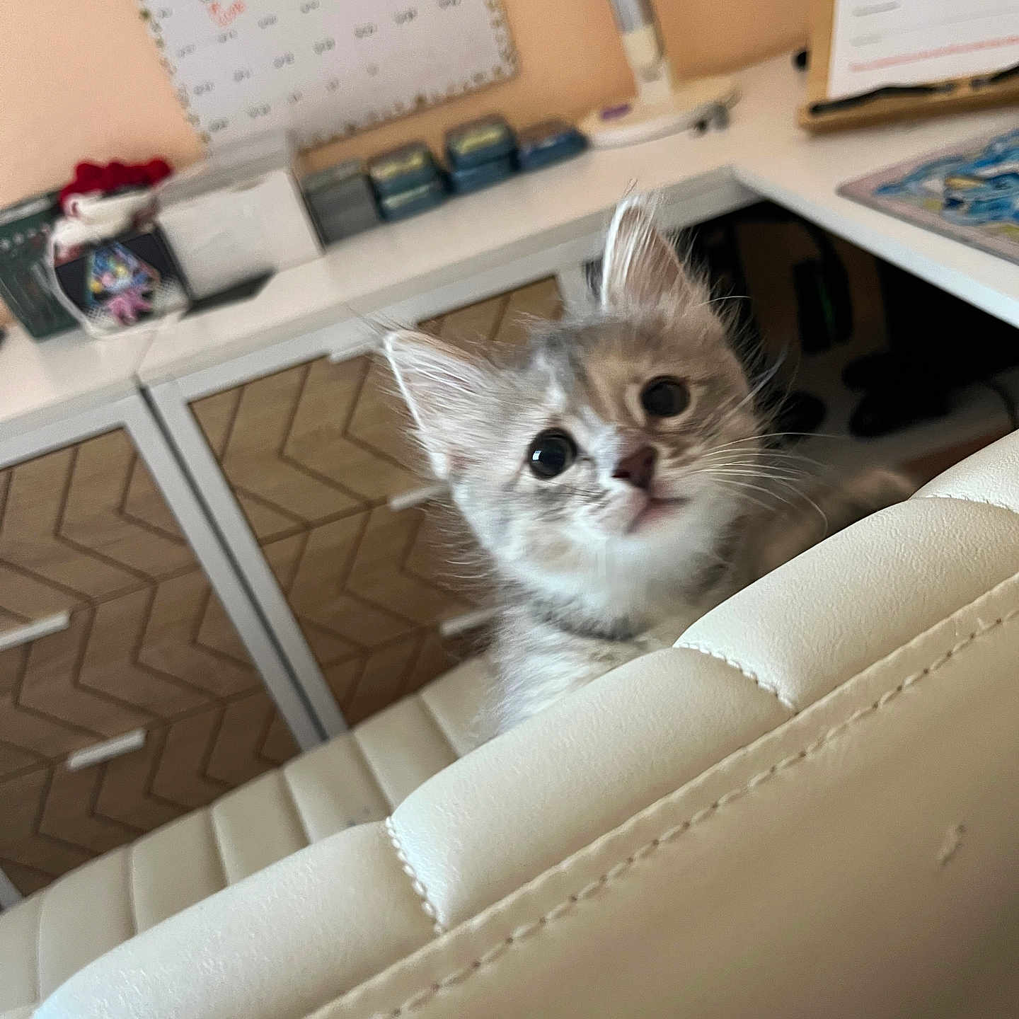 Teenyweeny is registered to the contest to win money with this photo: animal, calendar, cat, chair, cozy, curious, cute, desk, drawer, ears, eyes, furniture, home, indoor, kitten, light, pet, room, soft, whiskers