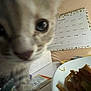 kitten, cat, close_up, blurry, curious, indoor, calendar, food, plate, table, feline, pet, whiskers, fur, domestic_animal, curiosity, background, wall, paper, messy