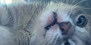Teenyweeny joined the competition — help win amazing prizes! kitten, cat, close_up, indoor, keyboard, curious, playful, pet, animal, feline, face, whiskers, fur, eyes, soft_light, computer, technology, young_animal, domestic_cat, candid