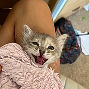 Teenyweeny is registered to the contest to win money with this photo: kitten, cat, pet, animal, cute, feline, blanket, lap, indoor, fur, whiskers, teeth, mouth_open, soft_texture, human_leg, cozy, playful, young, small, resting