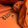 kitten, cat, peeking, curious, box, cardboard, brown_paper, orange_light, closeup, whiskers, ears, face, pet, indoor, cozy, hiding, animal, feline, cute, fur