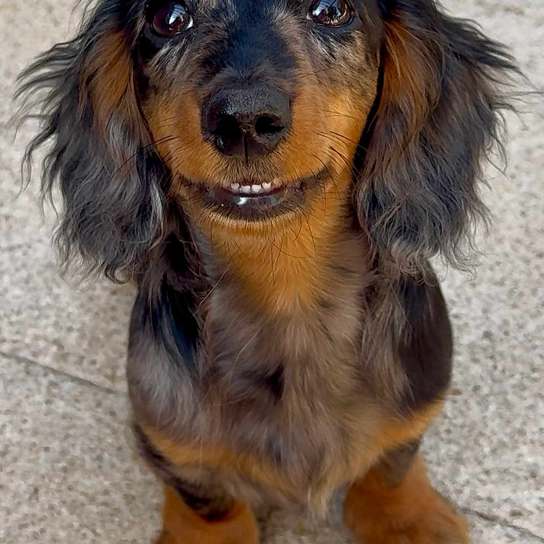 Pebbles is registered to the contest to win money with this photo: adorable, animal, canine, cute, dachshund, dog, ears, eyes, face, friendly, fur, nose, outdoor, paws, pet, portrait, puppy, sitting, small_dog, smiling