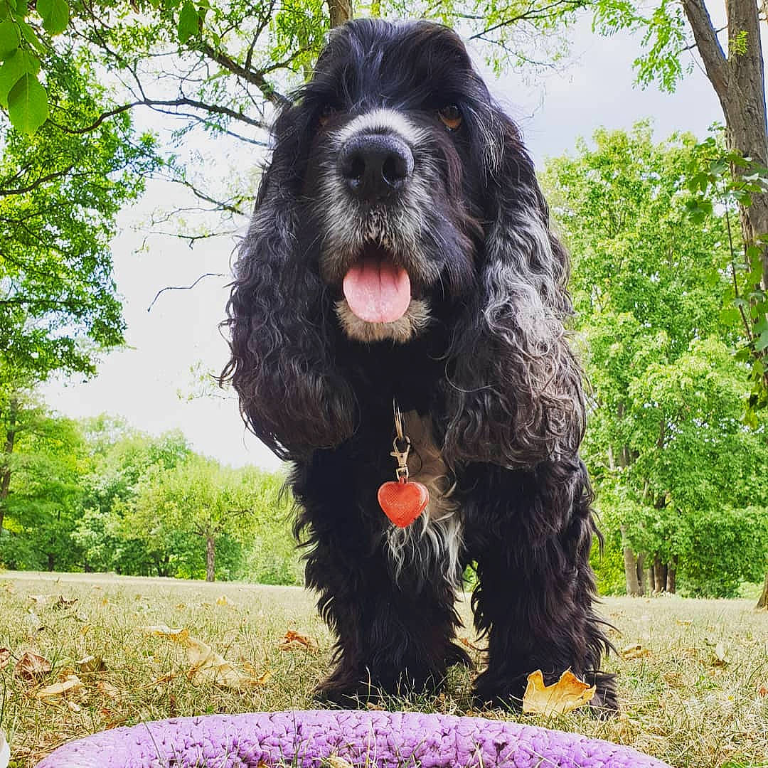 O'Neil a rejoint le concours — aidez-le/la à gagner de superbes lots ! canidae, cao_da_serra_de_aires, carnivore, cocker_spaniel, companion_dog, dog, dog_breed, mammal, rare_breed_dog, spaniel, sporting_group, terrier, vertebrate