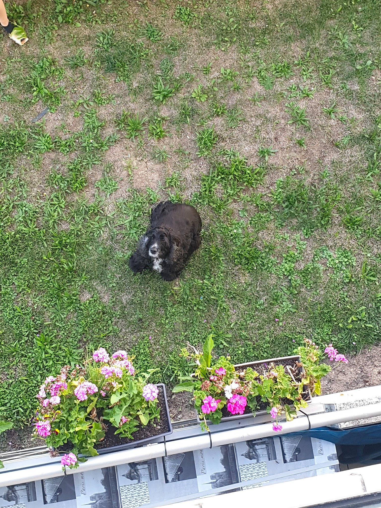 O'Neil participe au concours pour gagner de l'argent avec cette photo : canidae, carnivore, garden, grass, non_sporting_group, plant, puppy, shrub
