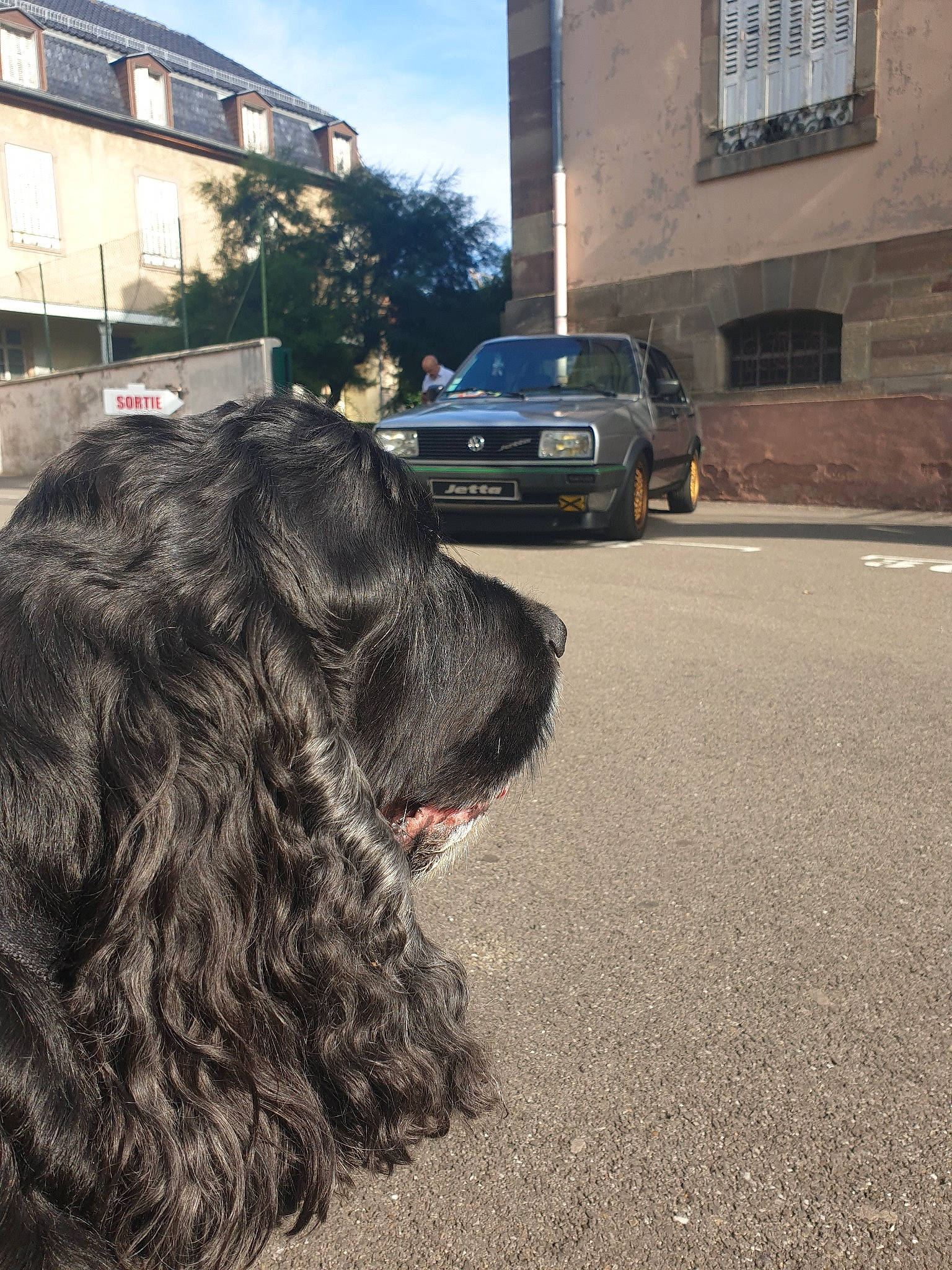 O'Neil participe au concours pour gagner de l'argent avec cette photo : canidae, carnivore, cocker_spaniel, dog, dog_breed, english_cocker_spaniel, fur, german_spaniel, mammal, snout, spaniel, sporting_group