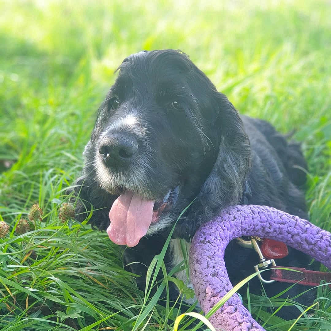 O'Neil participe au concours pour gagner de l'argent avec cette photo : american_cocker_spaniel, blue_picardy_spaniel, canidae, carnivore, cocker_spaniel, dog, dog_breed, field_spaniel, german_spaniel, grass, hunting_dog, mammal, picardy_spaniel, rare_breed_dog, russian_spaniel, snout, spaniel, sporting_group, vertebrate