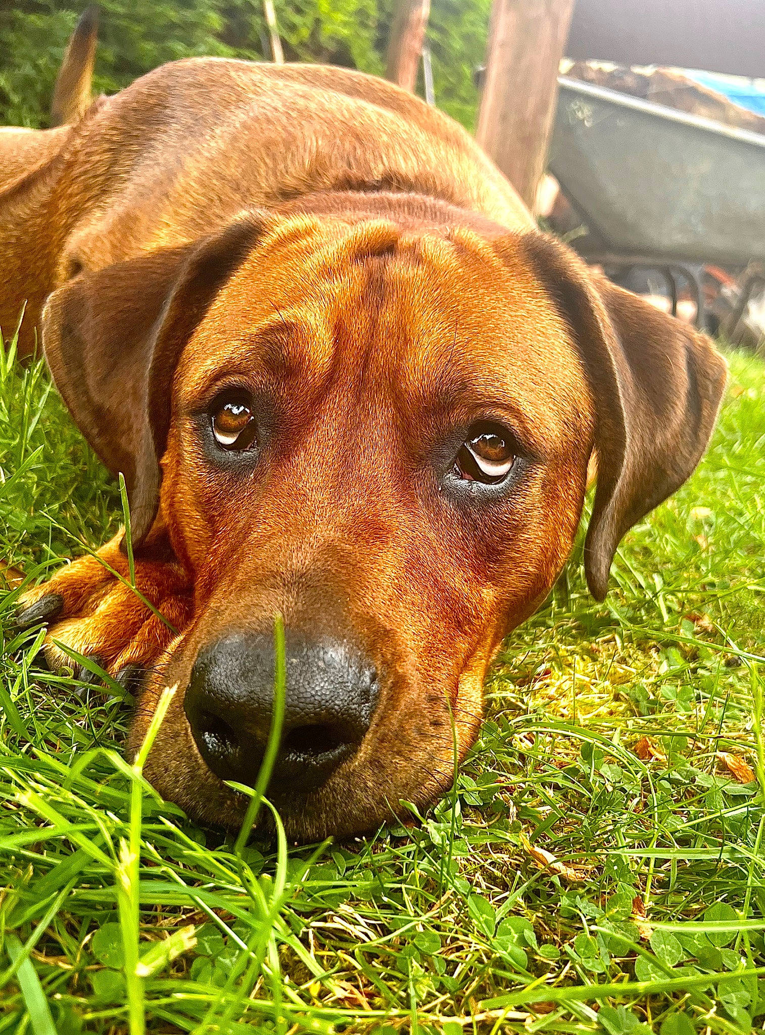 Reggie joined the competition — help win amazing prizes! canidae, carnivore, collar, companion_dog, dog, dog_breed, dog_collar, ear, fawn, grass, hound, liver, pet_supply, plant, snout, sporting_group, terrestrial_animal, whiskers, working_animal, working_dog