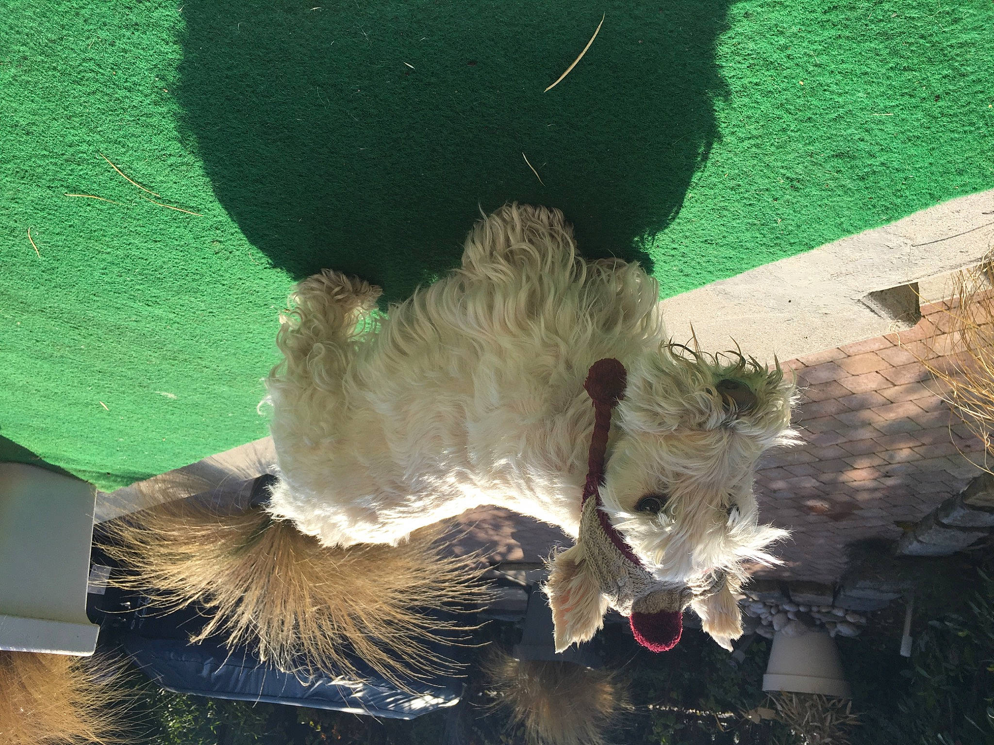 Fouquet S a rejoint le concours — aidez-le/la à gagner de superbes lots ! art, fashion_accessory, feather, fur, grass, headpiece, organism, petal, plant, shadow, snapshot, soil, tail, terrestrial_plant, tree, trunk, wing