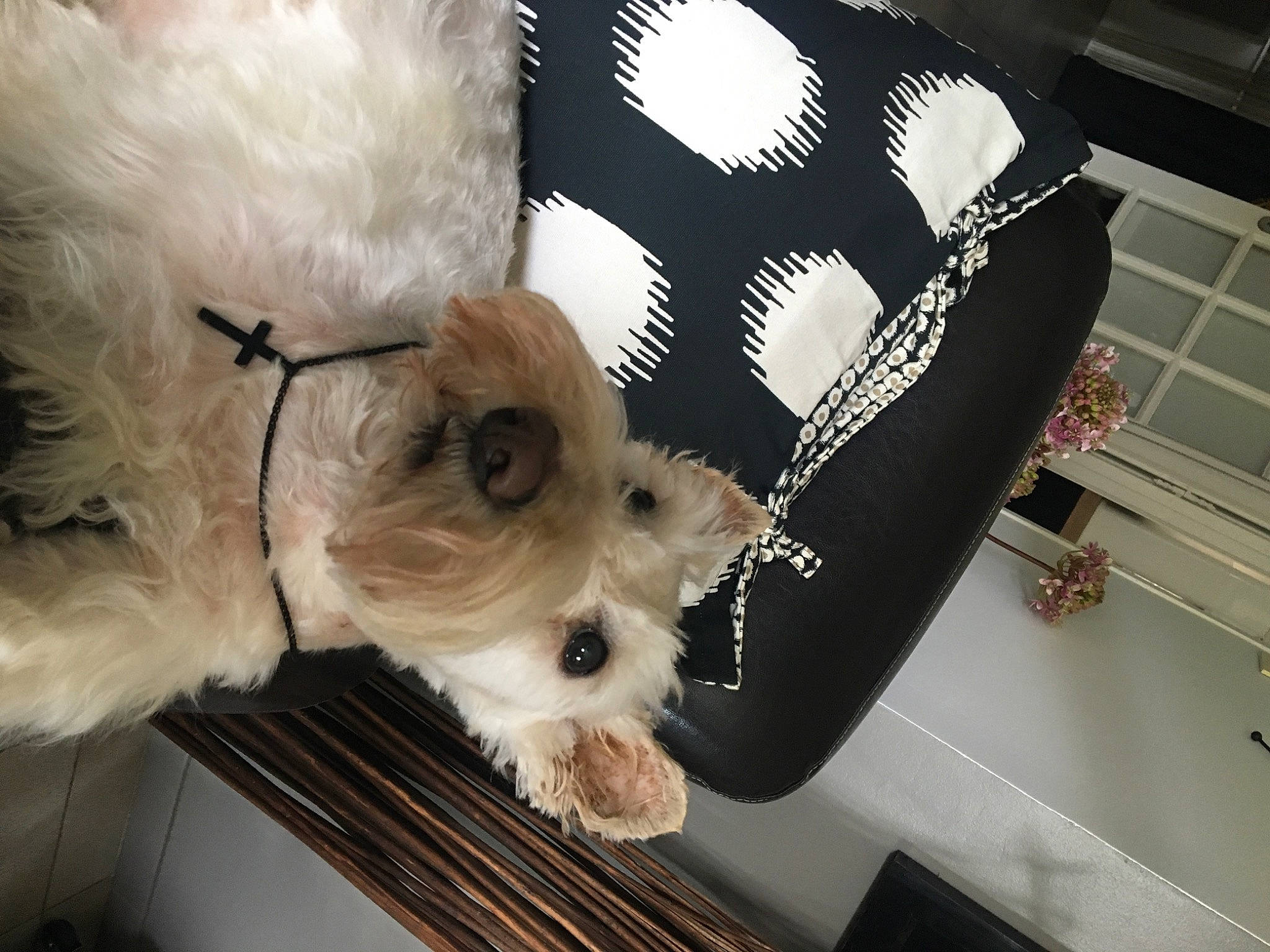 Fouquet S a rejoint le concours — aidez-le/la à gagner de superbes lots ! bag, carnivore, companion_dog, dog, dog_breed, dog_clothes, dog_supply, fashion_accessory, fawn, fur, pet_supply, small_terrier, snout, sporting_group, sunglasses, terrier, toy_dog, vertebrate, white, working_animal