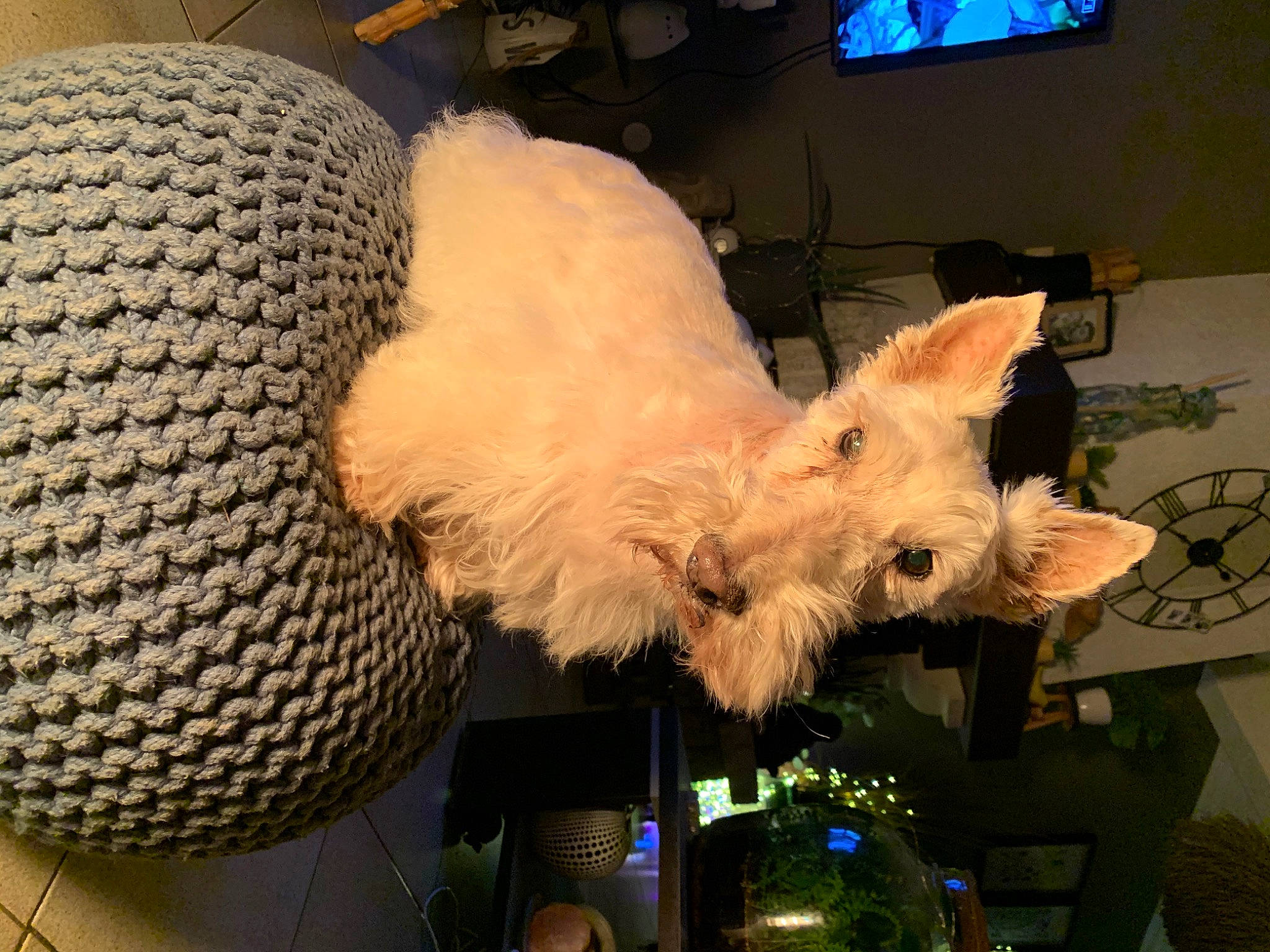 Fouquet S a rejoint le concours — aidez-le/la à gagner de superbes lots ! canidae, carnivore, companion_dog, dog, dog_breed, event, felidae, fur, picture_frame, room, small_terrier, small_to_medium_sized_cats, snout, sporting_group, stuffed_toy, tail, terrier, toy_dog, whiskers