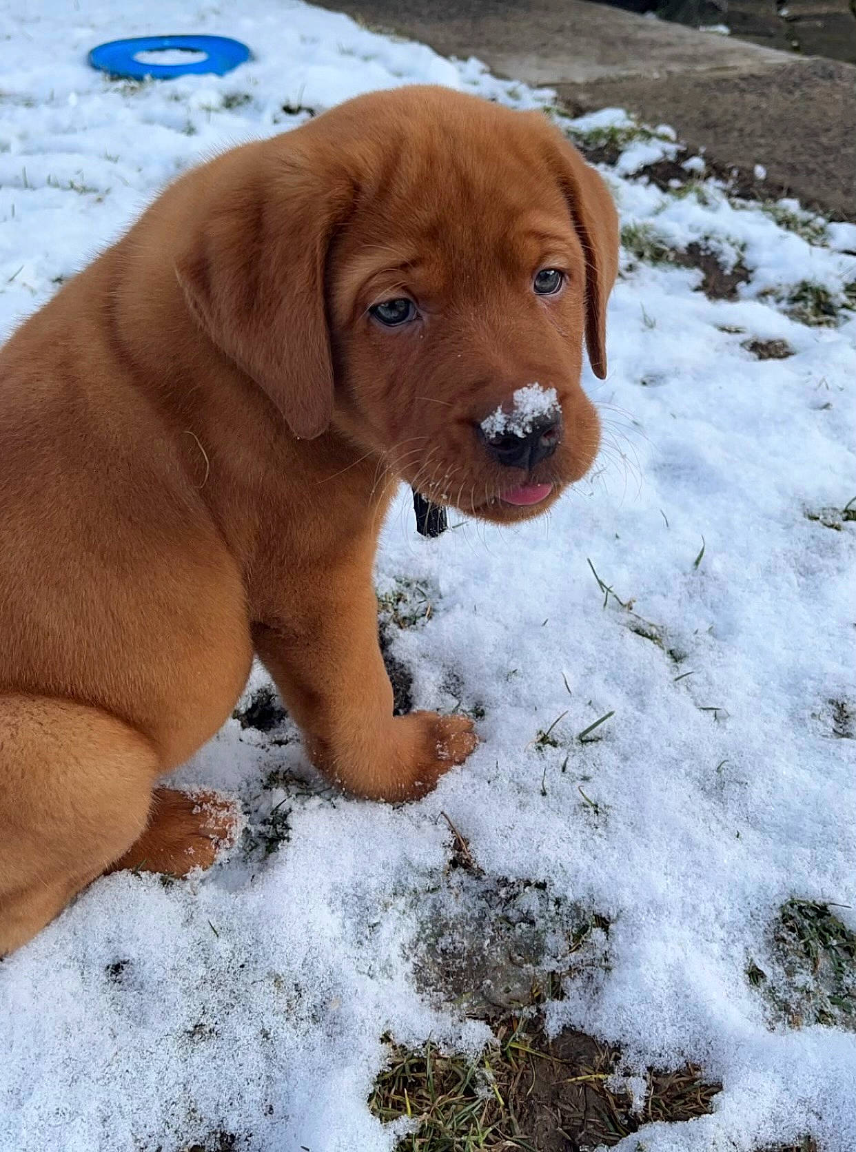 Huk joined the competition — help win amazing prizes! canidae, carnivore, collar, companion_dog, dog, dog_breed, dog_collar, fawn, freezing, fur, gun_dog, liver, precipitation, snout, snow, sporting_group, terrestrial_animal, winter, working_animal, working_dog