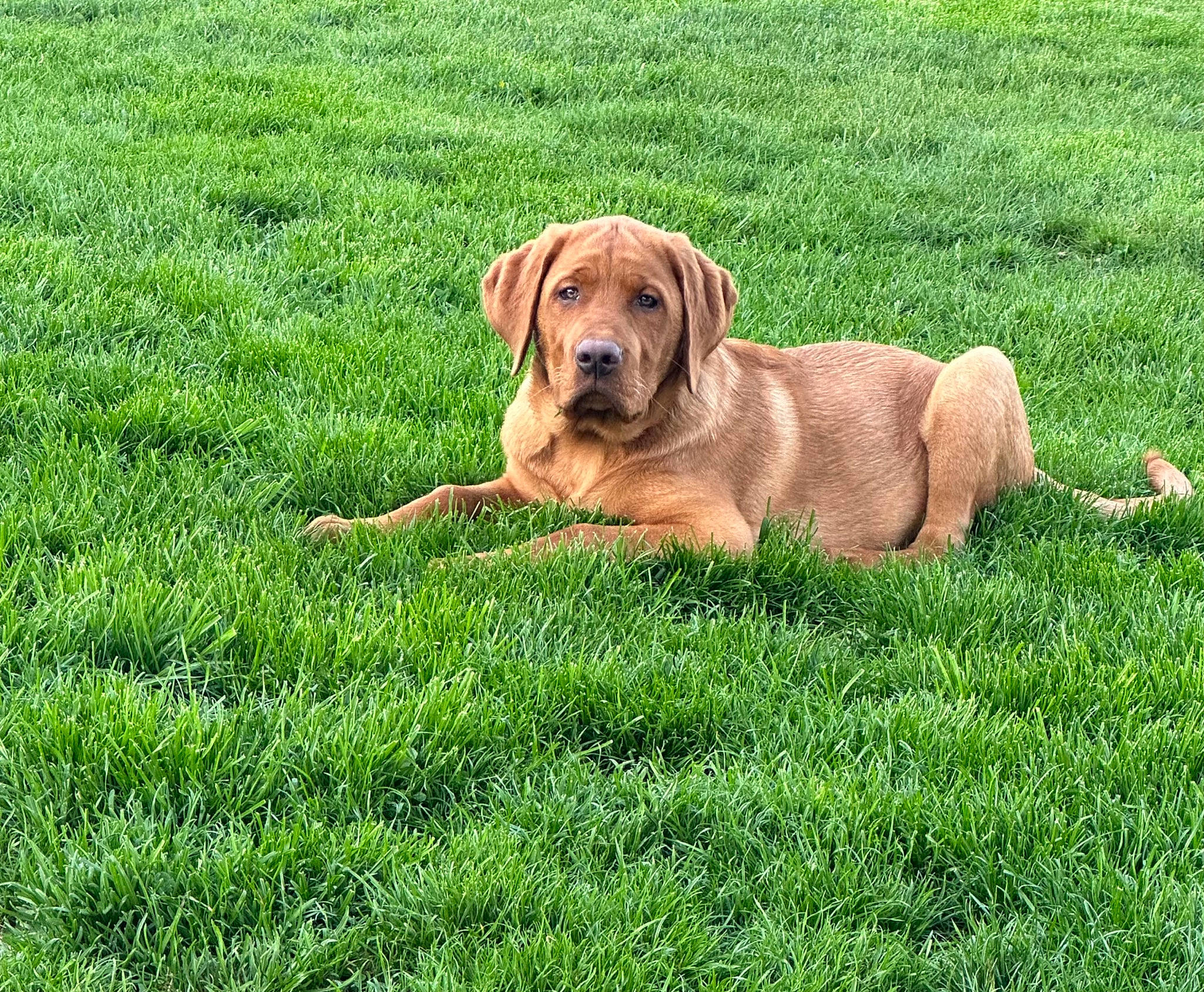 Huk joined the competition — help win amazing prizes! carnivore, collar, companion_dog, dog, dog_breed, dog_collar, fawn, grass, grassland, groundcover, guard_dog, gun_dog, liver, pasture, plant, prairie, sporting_group, terrestrial_animal, working_animal, working_dog