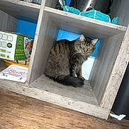 Luna is registered to the contest to win money with this photo: cat, wooden_cubbyhole, water_bottle, kitchen_appliance, veggie_slicer_box, floor, brown_cat, fur, household_items, indoor, furniture, blue_background, curious_cat, pet, sitting, wood, storage, domestic, feline, cozy