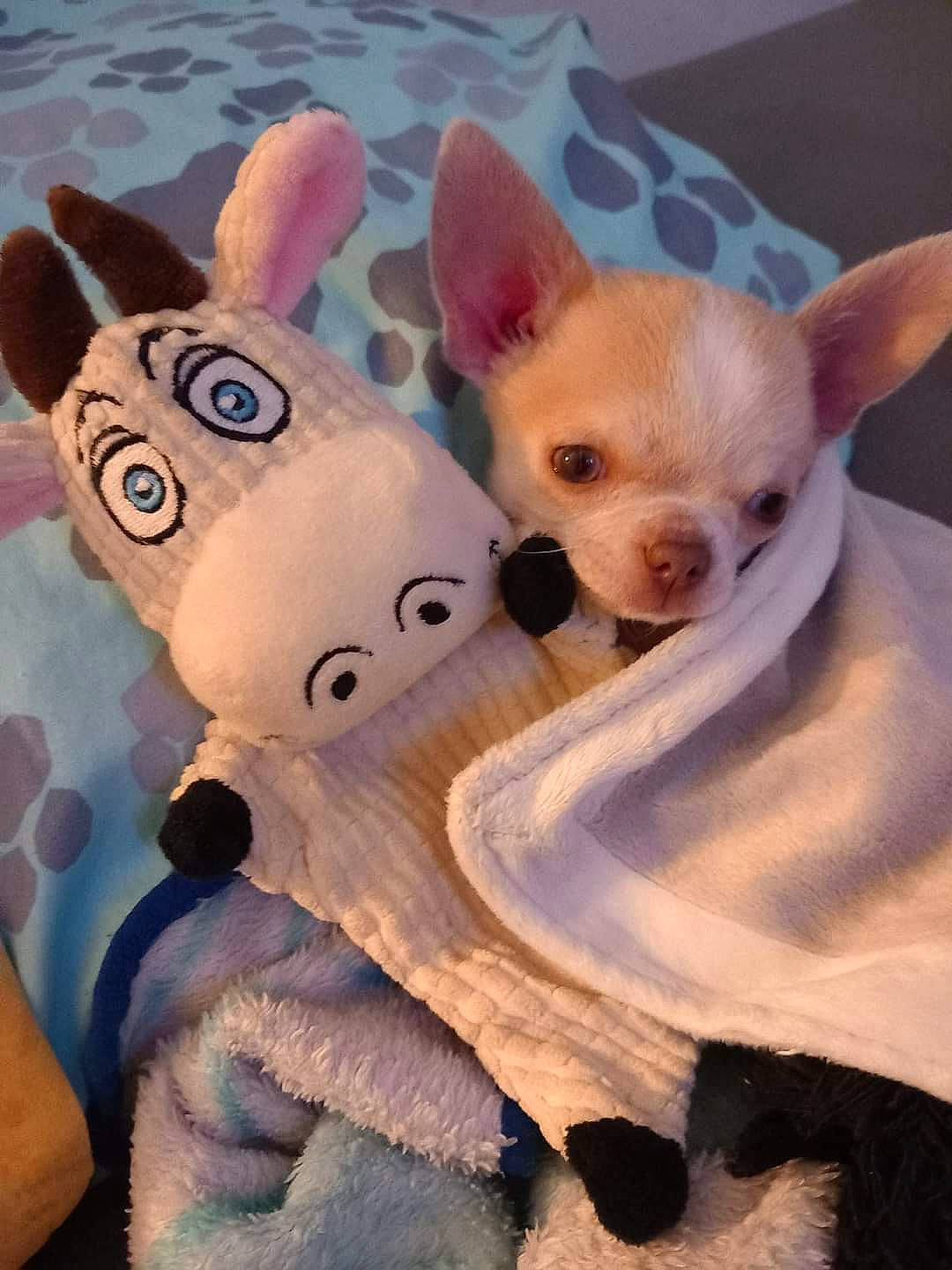 Ryder Et Stella participe au concours pour gagner de l'argent avec cette photo : canidae, carnivore, companion_dog, dog, dog_breed, ear, eye, fawn, fur, mammal, pink, plush, snout, stuffed_toy, tail, toy, toy_dog, vertebrate, whiskers, working_animal