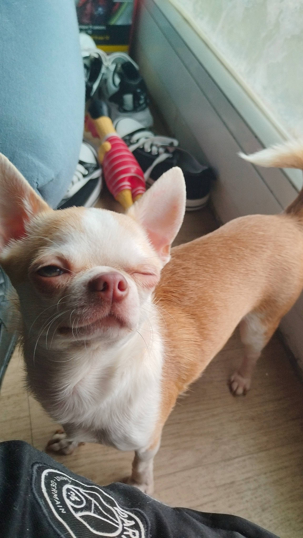 Ryder Et Stella a rejoint le concours — aidez-le/la à gagner de superbes lots ! canidae, carnivore, companion_dog, corgi_chihuahua, dog, dog_breed, ear, eye, fawn, fur, jaw, logo, non_sporting_group, snout, sporting_group, terrestrial_animal, tin_can, toy_dog, whiskers, working_animal