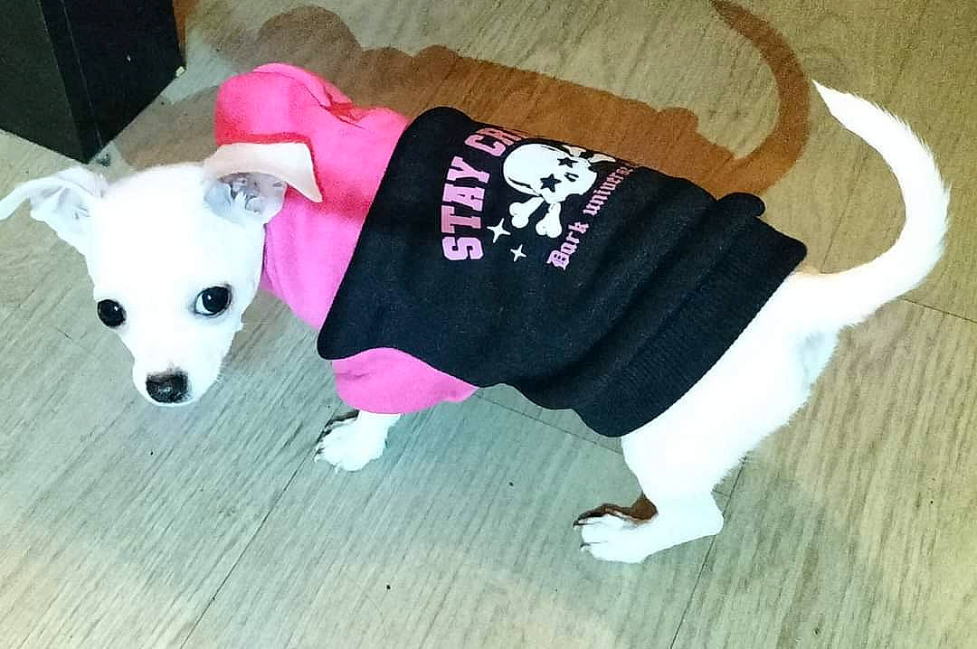 Ryder Et Stella participe au concours pour gagner de l'argent avec cette photo : canidae, carnivore, companion_dog, dog, dog_breed, dog_clothes, dog_supply, flooring, font, fur, hardwood, hat, pet_supply, sleeve, snout, sporting_group, t_shirt, tail, wood, working_animal