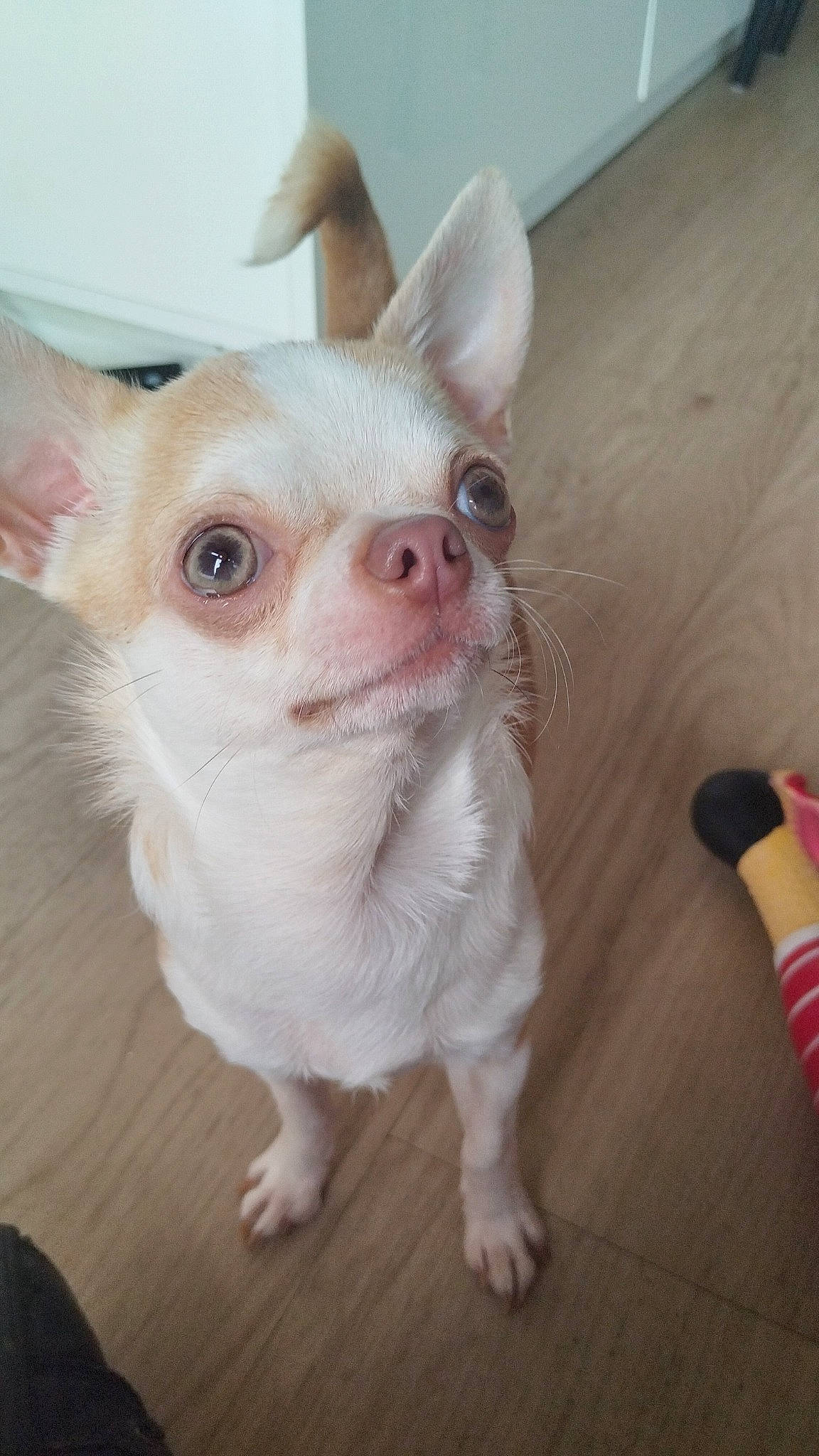 Ryder Et Stella a rejoint le concours — aidez-le/la à gagner de superbes lots ! carnivore, companion_dog, corgi_chihuahua, dog, dog_breed, ear, fawn, flooring, fur, hardwood, non_sporting_group, snout, terrestrial_animal, toy_dog, whiskers, working_animal