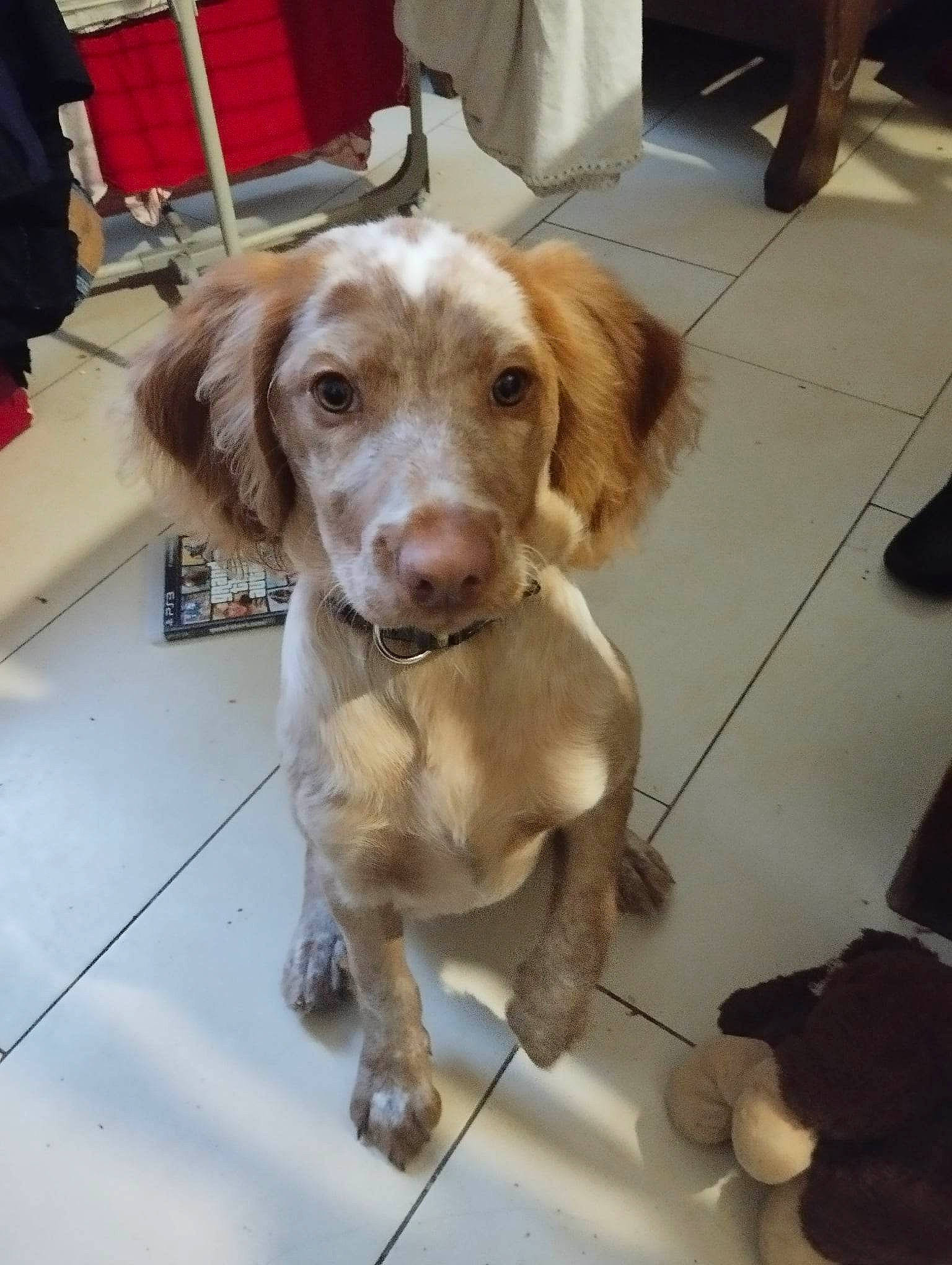 Upsy participe au concours pour gagner de l'argent avec cette photo : carnivore, chair, collar, companion_dog, dog, dog_breed, dog_collar, floor, flooring, fur, gun_dog, hardwood, human_leg, liver, pointing_breed, retriever, spaniel, whiskers, wood, working_animal