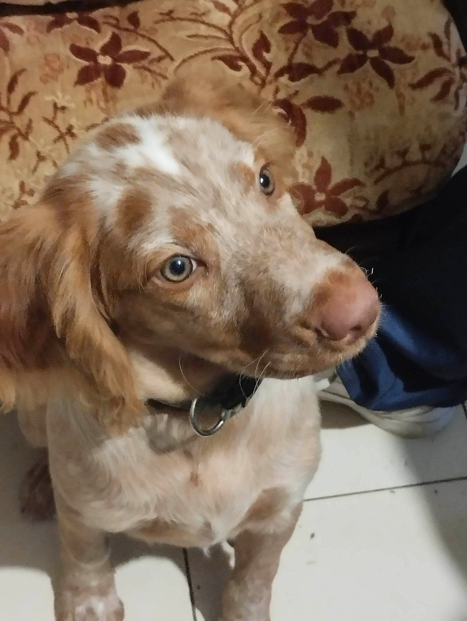 Upsy participe au concours pour gagner de l'argent avec cette photo : canidae, carnivore, collar, companion_dog, dog, dog_breed, dog_collar, fawn, fur, gun_dog, hunting_dog, liver, snout, sporting_group, whiskers, wood, working_animal