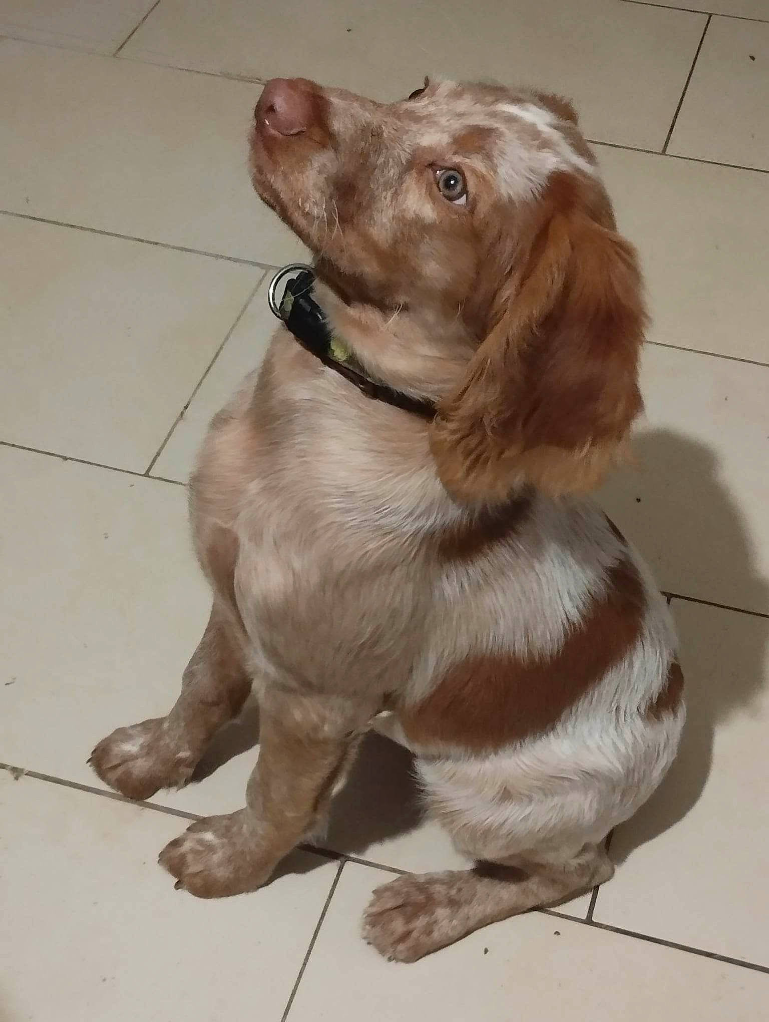 Upsy participe au concours pour gagner de l'argent avec cette photo : canidae, carnivore, collar, companion_dog, dog, dog_breed, dog_collar, fawn, flooring, fur, gun_dog, leash, liver, pet_supply, pointing_breed, retriever, snout, sporting_group, whiskers, working_animal