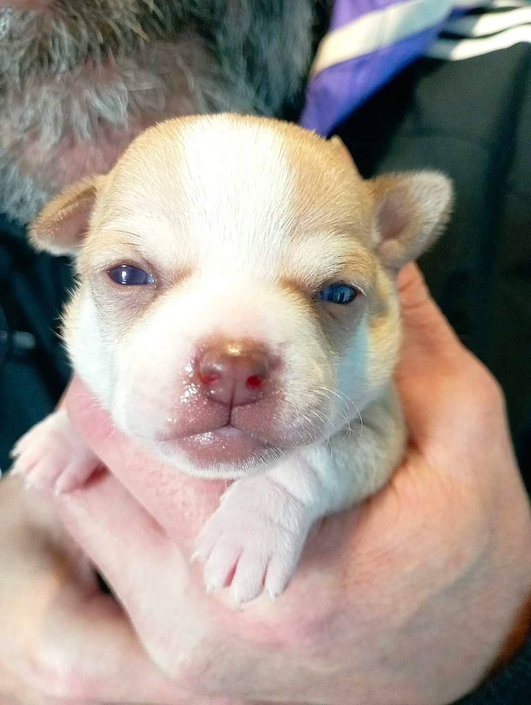 Stessy participe au concours pour gagner de l'argent avec cette photo : canidae, carnivore, companion_dog, dog, dog_breed, ear, eyelash, fawn, fur, no_expression, non_sporting_group, puppy, snout, sporting_group, terrestrial_animal, toy_dog, whiskers, working_animal