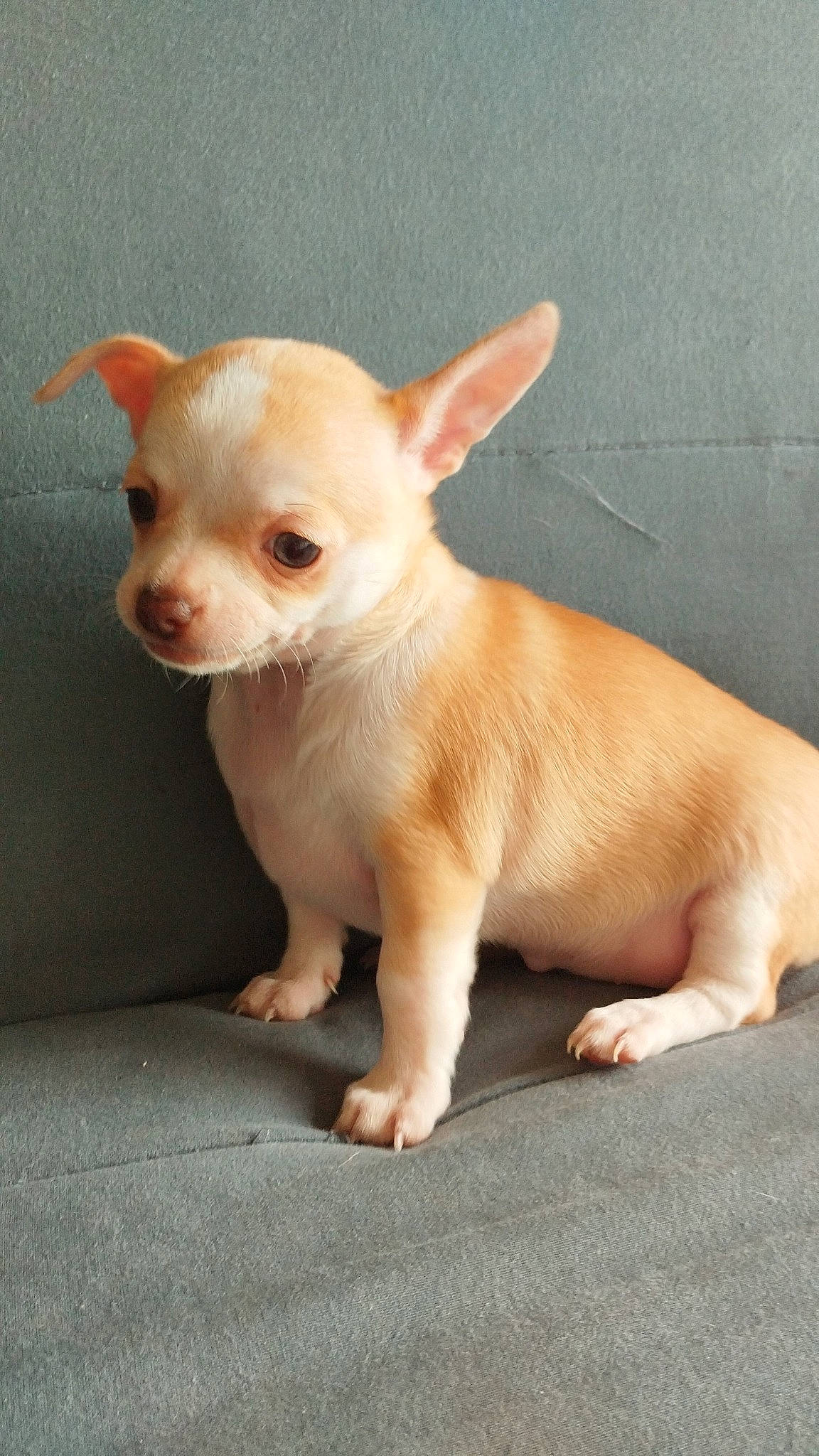 Stessy a rejoint le concours — aidez-le/la à gagner de superbes lots ! canidae, carnivore, chihuahua, companion_dog, corgi_chihuahua, dog, dog_breed, ear, eye, fawn, fur, head, non_sporting_group, russkiy_toy, snout, sporting_group, terrestrial_animal, toy_dog, whiskers, working_animal