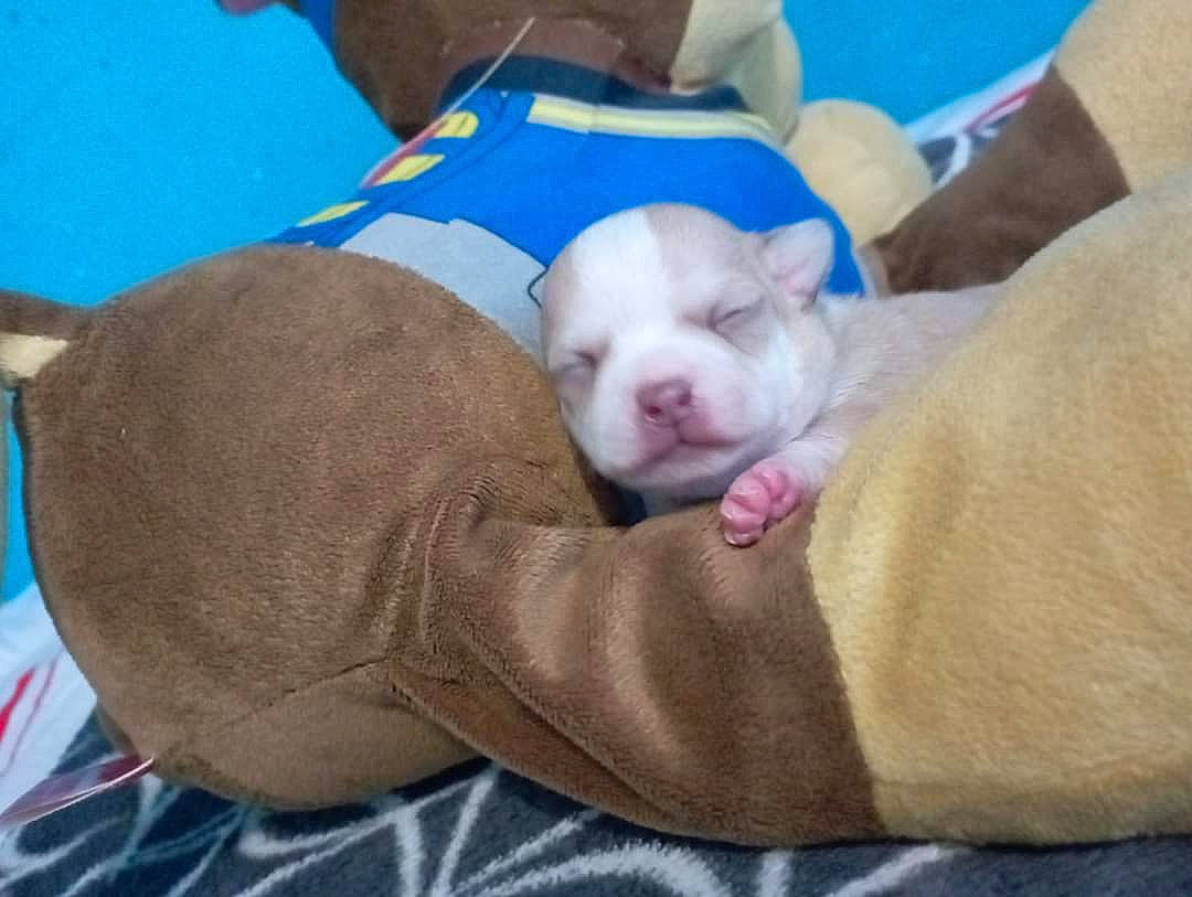 Stessy a rejoint le concours — aidez-le/la à gagner de superbes lots ! carnivore, comfort, companion_dog, dog, dog_breed, fawn, non_sporting_group, snout, sporting_group, terrestrial_animal, toy_dog, working_animal