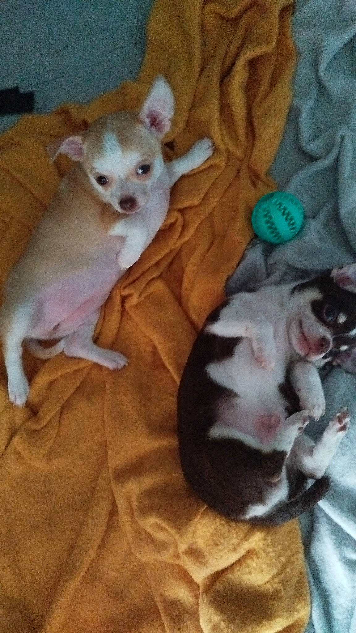 Stessy participe au concours pour gagner de l'argent avec cette photo : canidae, carnivore, cat, chihuahua, comfort, companion_dog, dog, dog_breed, dog_supply, fawn, felidae, fur, paw, pink, snout, sporting_group, tail, toy_dog, whiskers, working_animal