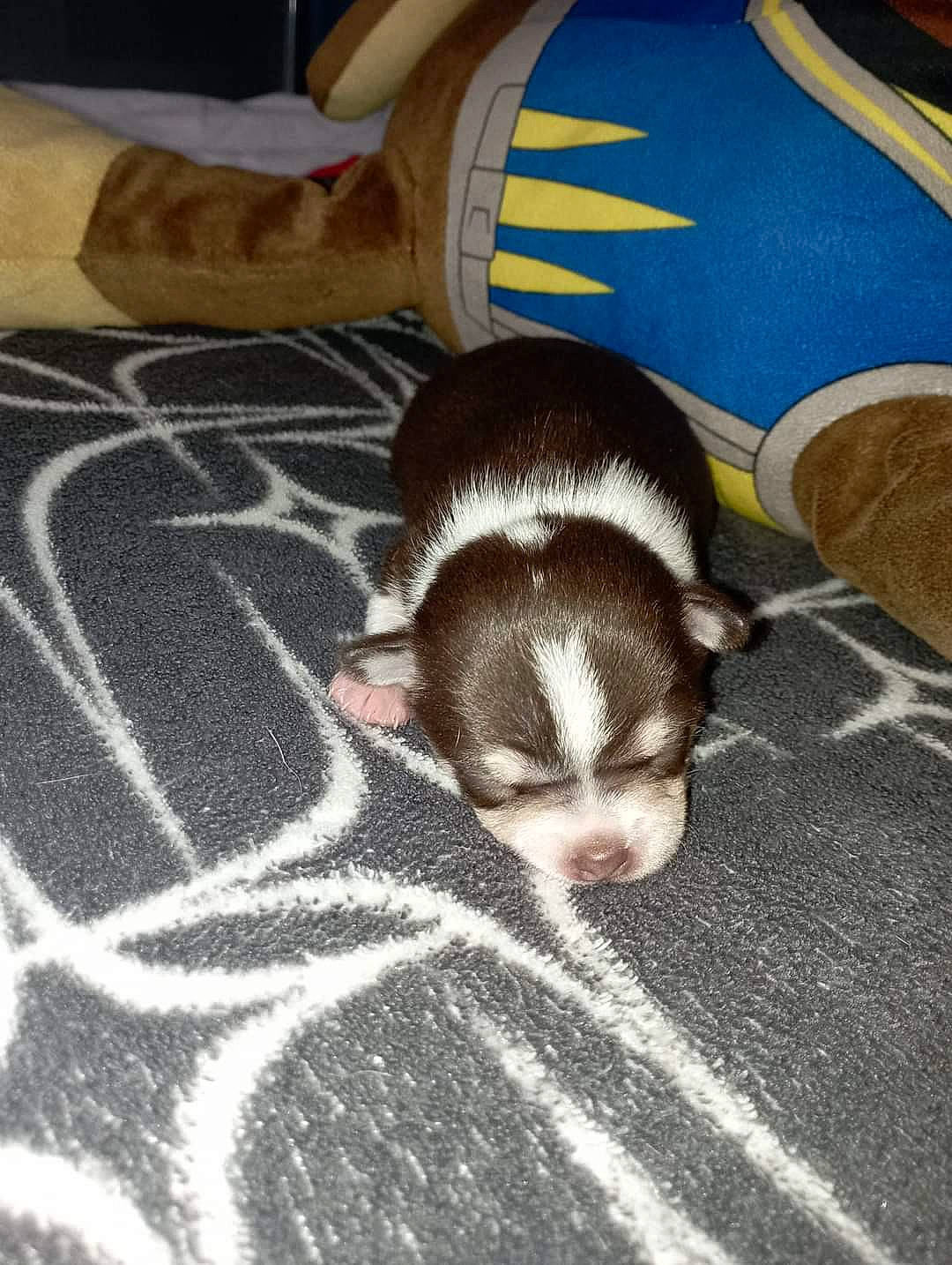 Scoubidou a rejoint le concours — aidez-le/la à gagner de superbes lots ! canidae, carnivore, comfort, companion_dog, dog, dog_breed, fawn, felidae, flooring, fur, hardwood, paw, small_to_medium_sized_cats, snout, sporting_group, tail, terrestrial_animal, whiskers, wood, working_animal