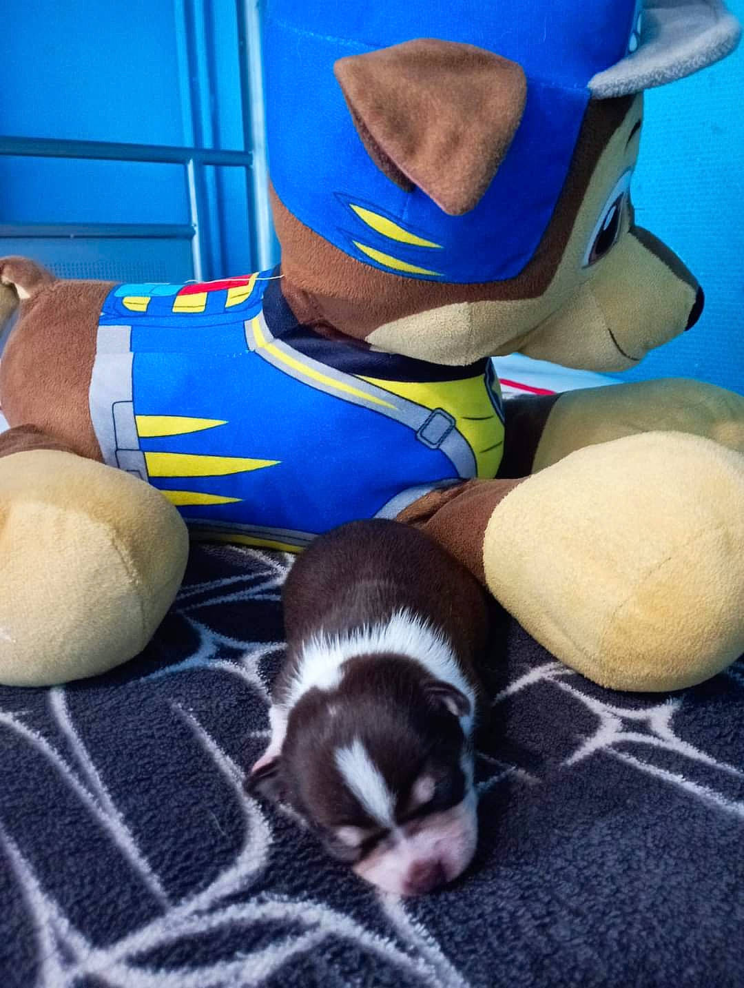 Scoubidou participe au concours pour gagner de l'argent avec cette photo : ball, baseball_cap, blue, cap, carmine, comfort, companion_dog, dog_breed, hat, human_leg, knee, linens, mammal, personal_protective_equipment, plush, stuffed_toy, terrestrial_animal, thigh, toy, vertebrate