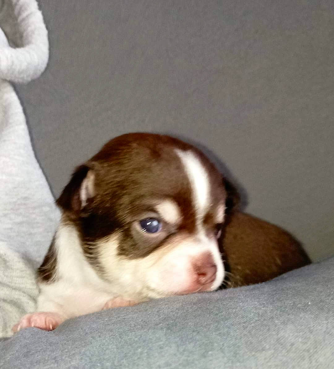 Scoubidou a rejoint le concours — aidez-le/la à gagner de superbes lots ! bored, boston_terrier, canidae, carnivore, comfort, companion_dog, dog, dog_breed, ear, eye, fawn, fur, liver, paw, puppy_love, sporting_group, terrestrial_animal, toy_dog, whiskers, working_animal