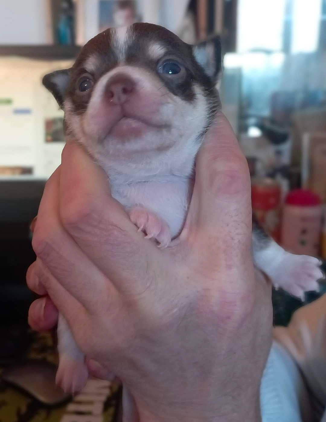 Scoubidou a rejoint le concours — aidez-le/la à gagner de superbes lots ! canidae, carnivore, companion_dog, dog, dog_breed, fawn, finger, fur, gesture, hand, jaw, nail, non_sporting_group, snout, terrestrial_animal, thumb, whiskers, working_animal