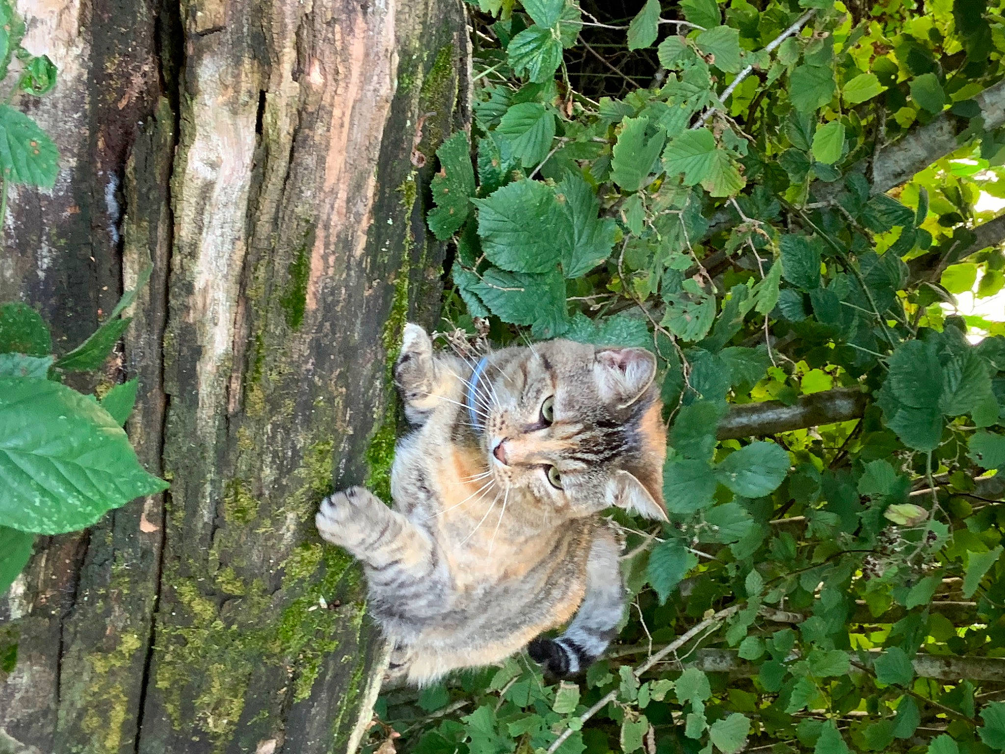 Gigi a rejoint le concours — aidez-le/la à gagner de superbes lots ! art, camouflage, carnivore, cat, domestic_short_haired_cat, fawn, felidae, green, groundcover, plant, sculpture, small_to_medium_sized_cats, tail, terrestrial_animal, terrestrial_plant, tree, trunk, whiskers, wood, woody_plant