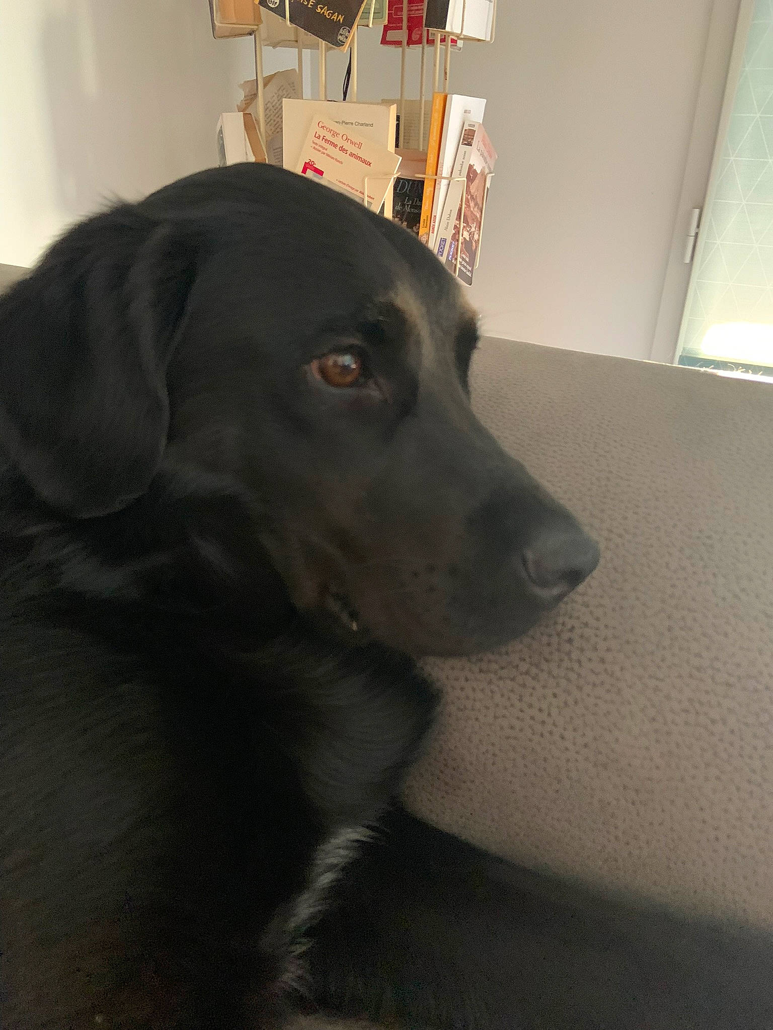 Suzette a rejoint le concours — aidez-le/la à gagner de superbes lots ! bookcase, borador, canidae, carnivore, companion_dog, dog, dog_breed, flooring, fur, gun_dog, hardwood, hunting_dog, labrador_retriever, liver, retriever, snout, sporting_group, whiskers, working_animal