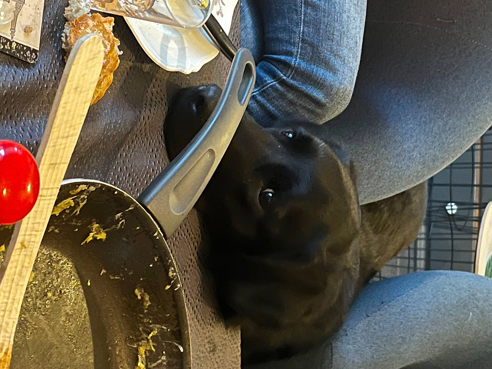 Suzette participe au concours pour gagner de l'argent avec cette photo : auto_part, automotive_tire, carnivore, collar, comfort, companion_dog, dog, dog_breed, dog_collar, eyewear, fashion_accessory, fawn, human_leg, sporting_group, sunglasses, tints_and_shades, tree, vehicle_door, waist, working_animal