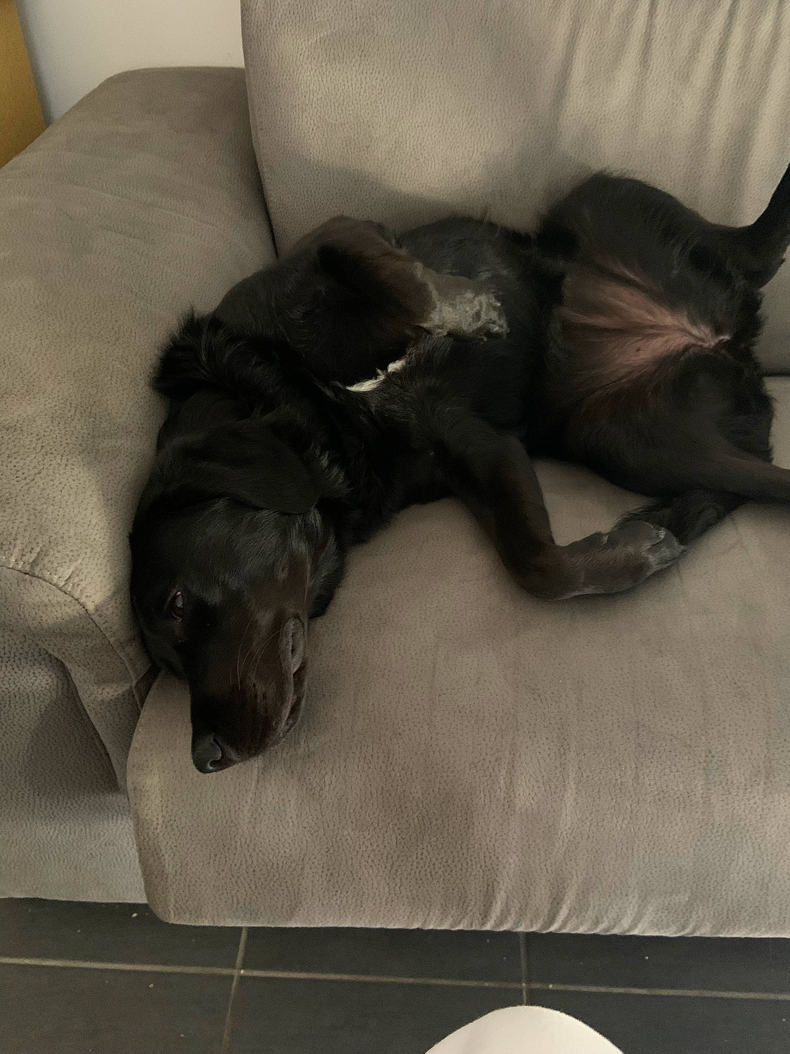 Suzette a rejoint le concours — aidez-le/la à gagner de superbes lots ! borador, canidae, carnivore, comfort, companion_dog, dog, dog_breed, fur, grey, guard_dog, liver, nap, paw, serveware, snout, sporting_group, tail, terrestrial_animal, working_animal